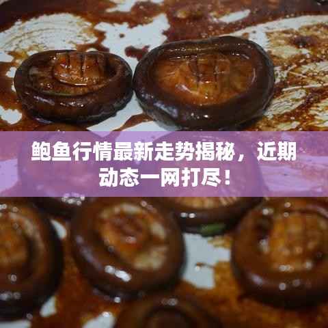 鲍鱼行情最新走势揭秘,近期动态一网打尽!