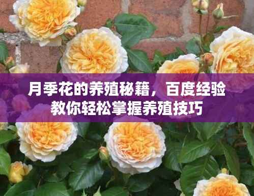 月季花的养殖秘籍,百度经验教你轻松掌握养殖技巧