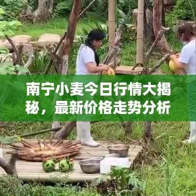 南宁小麦今日行情大揭秘，最新价格走势分析