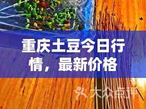 重庆土豆今日行情,最新价格动态一网打尽